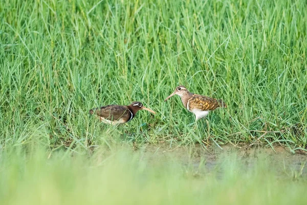 çim, rostratula benghalensis güzel boyalı su çulluğu