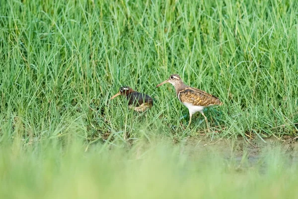 çim, rostratula benghalensis güzel boyalı su çulluğu