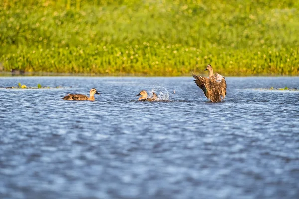 Indiase Plek Gefactureerd Eenden Lake — Stockfoto