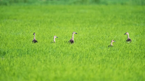 Pato Pico Indio Campo Arroz — Foto de Stock