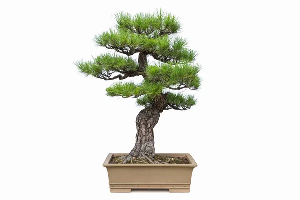 Bonsai Borovice Strom Izolovaných Bílém Pozadí Miniaturní Zahrada — Stock fotografie