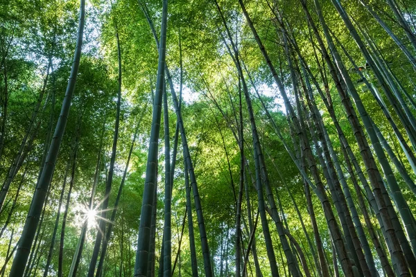 Klidné Bambusový Les Létě Cool Přirozeného Pozadí — Stock fotografie