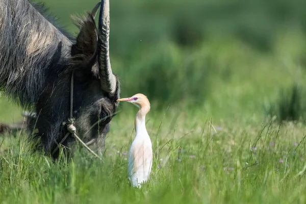 Garça Gado Oriental Grama Com Búfalo — Fotografia de Stock