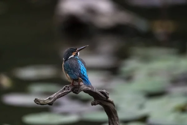 Güzel Kingfisher Ayakta Şube — Stok fotoğraf