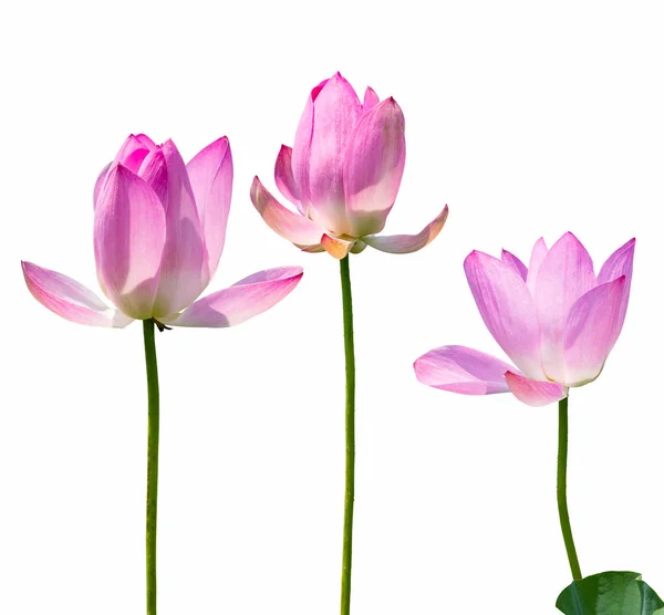 Lotosové Květy Izolované Bílém Ořezovou Cestou — Stock fotografie