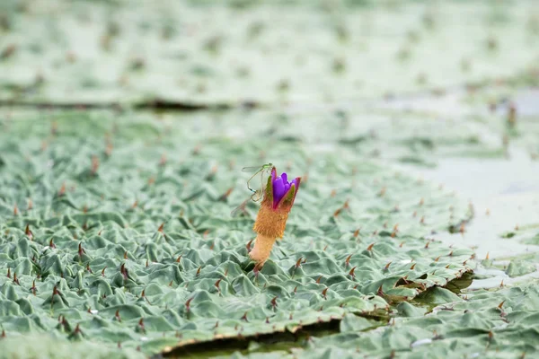 Gordon Euryale Blooming Purple Flower Beautiful Prickly Water Lily Herbaceous — Stock Photo, Image