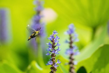 pellucid hawk moth fly to the pickerelweed flower, cephonodes hylas clipart