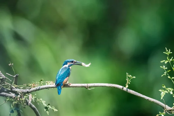 Gyönyörű Kingfisher Hal Ágon — Stock Fotó
