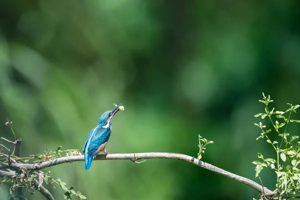 Όμορφη Kingfisher Τρώει Ψάρι Στον Κλάδο — Φωτογραφία Αρχείου