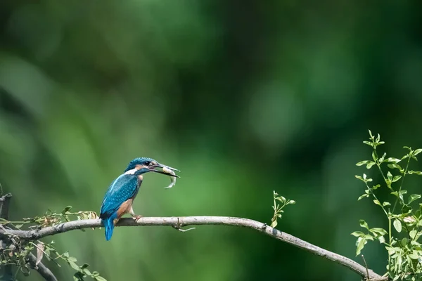 Belo Kingfisher Comer Peixe Ramo — Fotografia de Stock