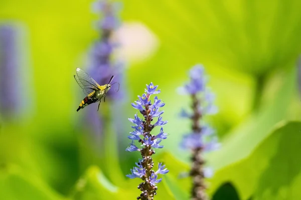 Polilla Halcón Pelúcido Volar Flor Pickerelweed Cephonodes Hylas —  Fotos de Stock