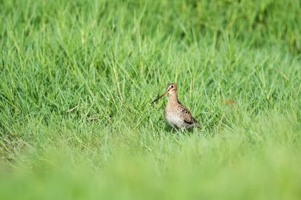 Común Snipe Grueso Crecimiento Hierba Fantail Snipe —  Fotos de Stock