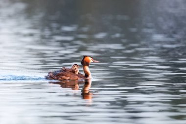 Çocuk arka, onun podiceps cristatus Tarih ile büyük tepeli batağan