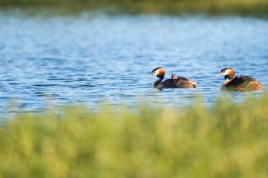 sulak, podiceps cristatus büyük tepeli batağan