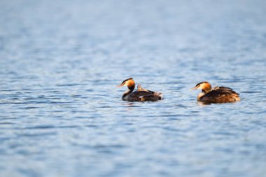 büyük tepeli batağan, gölde podiceps cristatus sevimli aile