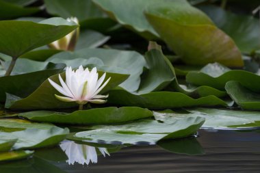Su birikintisi içinde çiçek açan güzel beyaz Nilüfer