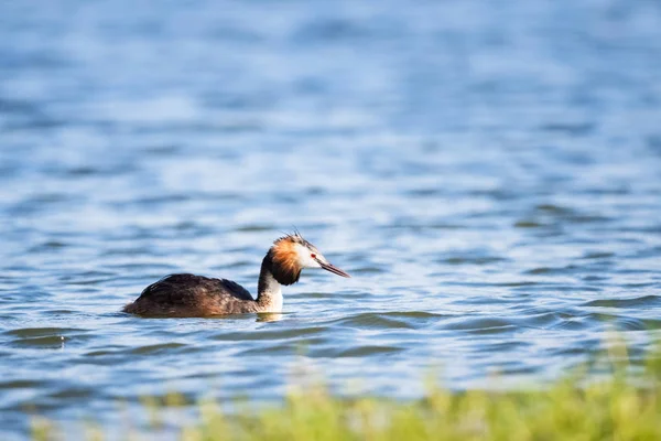 Perkoz Dwuczuby Pływających Jeziorze Podiceps Cristatus — Zdjęcie stockowe