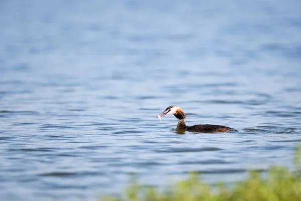 Perkoz Dwuczuby Jedzenia Ryb Podiceps Cristatus — Zdjęcie stockowe