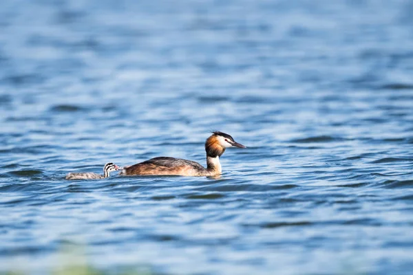 Perkoz Dwuczuby Jego Dziecko Wodzie Podiceps Cristatus — Zdjęcie stockowe