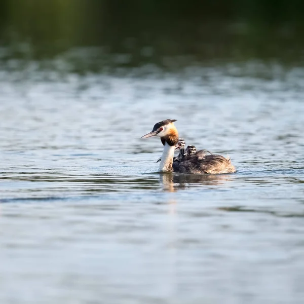 Great Crested Grebe Young Back — Stock Photo, Image
