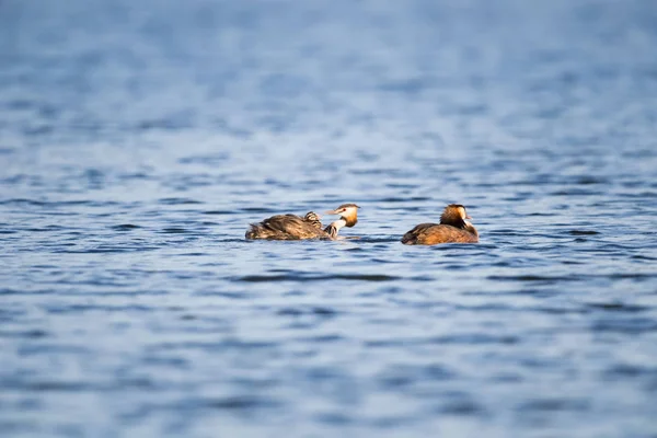 great crested grebe family on lake,  podiceps cristatus