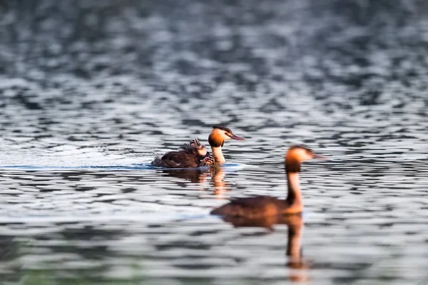 大冠鷉特写在水中 Podiceps Cristatus — 图库照片