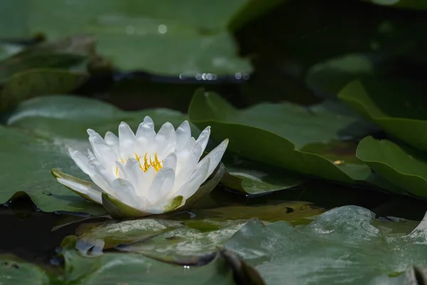 White Water Lily Full Bloom Nymphaea Alba — Stock Photo, Image