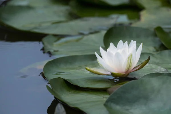 White Water Lily Blooming Pond — Stock Photo, Image