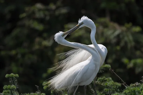 Grote Witte Reiger Grote Zilverreiger Casmerodius Albus — Stockfoto