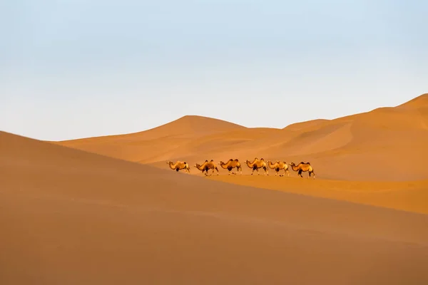 クリッピング パスを含める 砂漠でラクダ砂漠の夕暮れの風景 — ストック写真