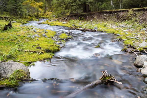 Svängda Stream Skog Vacker Natur Landskap — Stockfoto