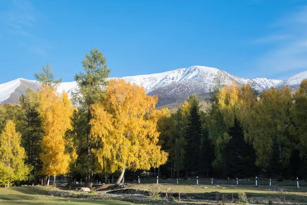 the natural beauty of autumn, Kanas scenic area in xinjiang