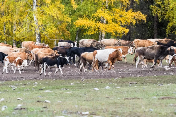 Een Kudde Vee Overdracht Grazen Xinjiang — Stockfoto