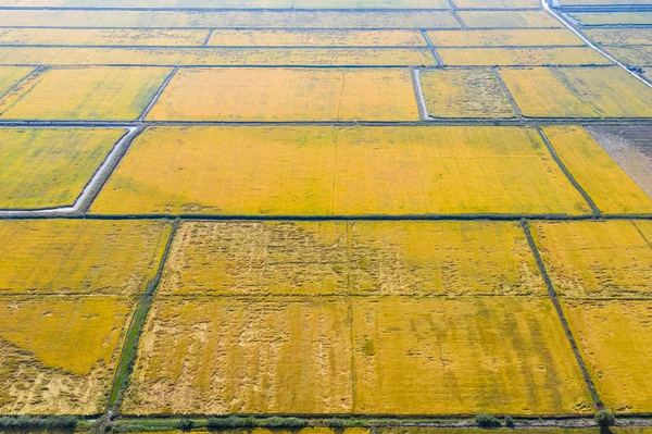 Sonbaharda Paddy Alanının Havadan Görünümü — Stok fotoğraf