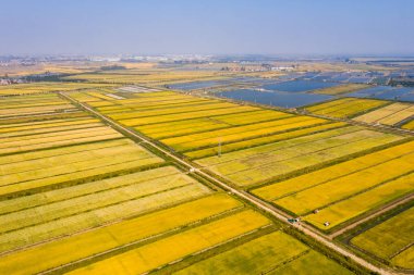 sonbaharın altın paddy alanının havadan görünümü