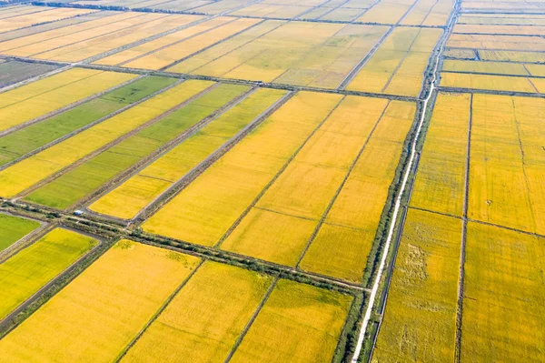 Sürekli Karides Pirinç Sonbahar Kırpma Içinde Paddy Alanının Havadan Görünümü — Stok fotoğraf