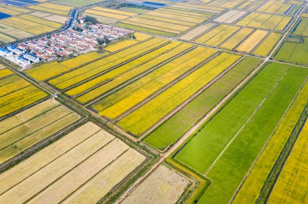 Letecký Pohled Rýžových Polí Moderní Vesnice Podzim — Stock fotografie