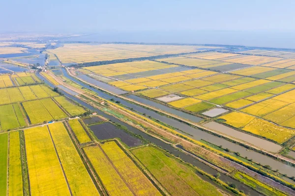 paddy alan ve sonbahar gölde havadan görünümü