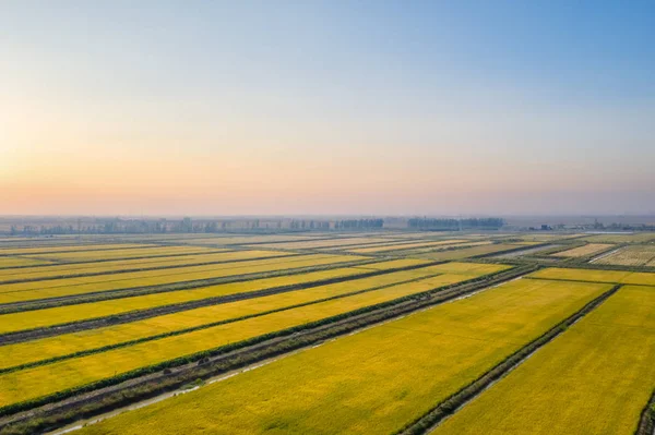 Aerial View Autumn Rice Fields Sunset — Stock Photo, Image