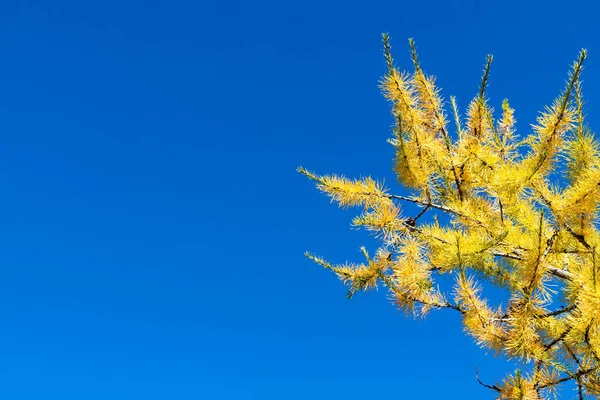 Herbstblätter Vor Blauem Himmel Natürlicher Raumhintergrund Stockbild