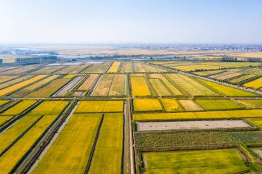 sonbaharda paddy alanının havadan görünümü