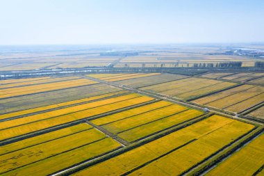 sonbaharda paddy alanının havadan görünümü