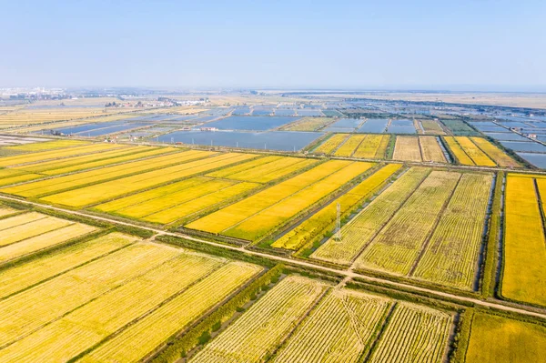 Vista Aérea Del Campo Arroz Dorado Otoño —  Fotos de Stock