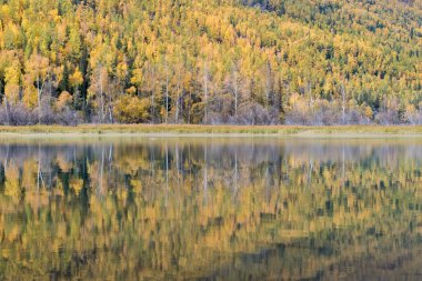 Sonbahar orman ve yansıma