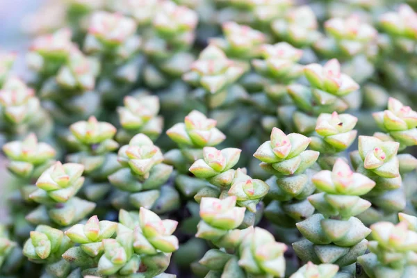 Plante succulente gros plan — Photo