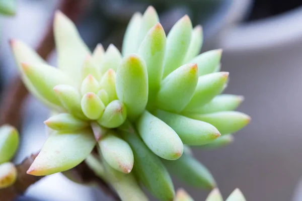 Succulent plant closeup — Stock Photo, Image