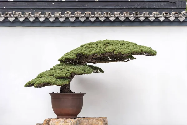古代の松盆栽 — ストック写真