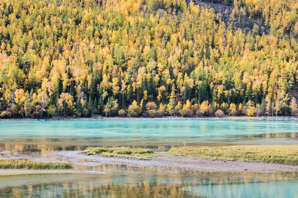 Bosque de montaña de otoño y río en kanas — Foto de Stock