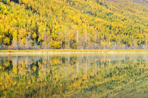 Färgglad höst skog och reflektion — Stockfoto