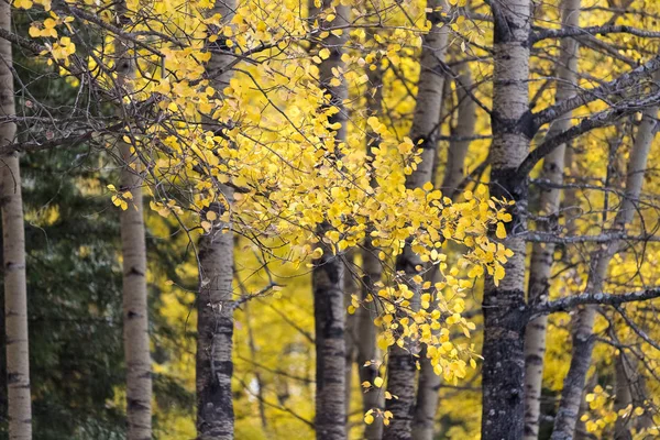 Beautiful autumn landscape of white birch — Stock Photo, Image
